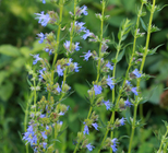 זעתר - אנטיביוטיקה מהטבע-תמונה